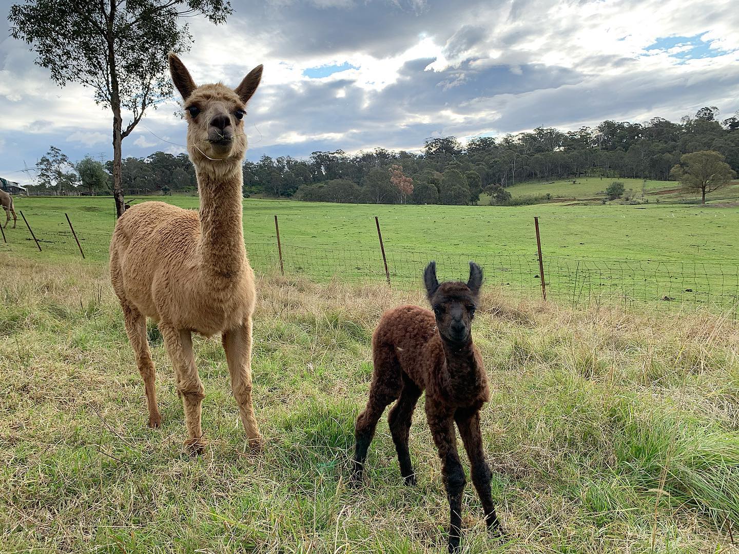 two alpaccas